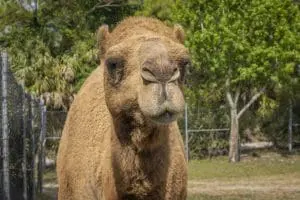 Dromedary camel