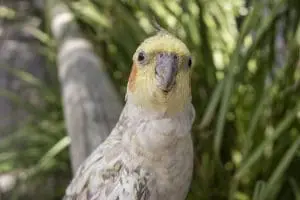 Cockatiel