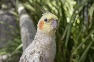 Cockatiel