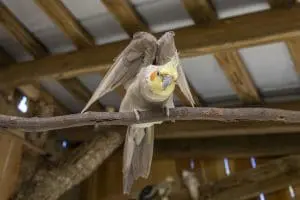 Cockatiel