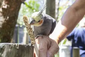 Cockatiel
