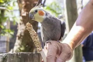 Cockatiel