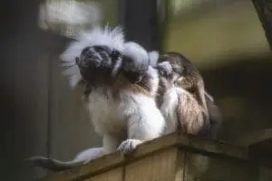 Cotton-top tamarin