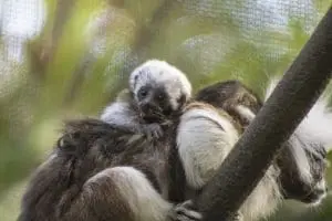 Cotton-top tamarin