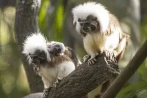 Cotton-top tamarin