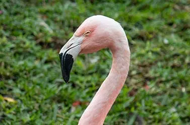 Chilean flamingo