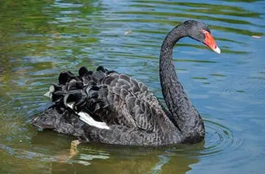 black swan