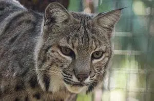 bobcat