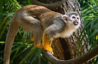 common squirrel monkey