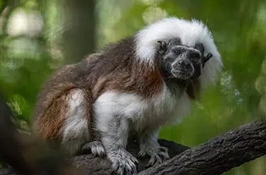 cotton-top tamarin