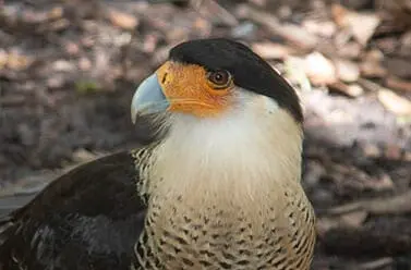 crested caracara