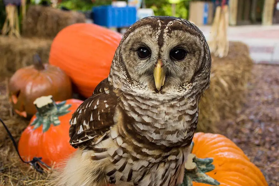 Errol a barred owl