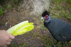 Kenya crested guineafowl