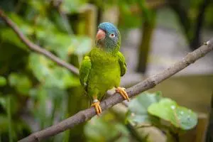 Blue-crowned parakeet