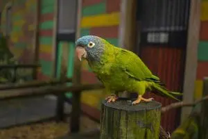 Blue-crowned parakeet