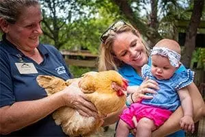 chicken1
