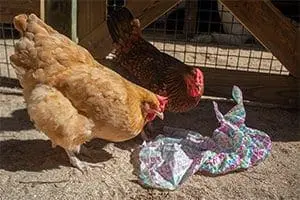 chicken2