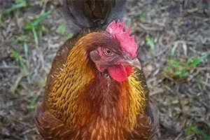 chicken3