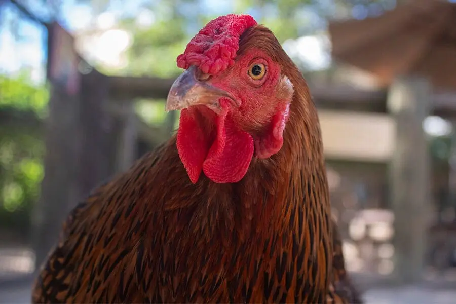 Chicken