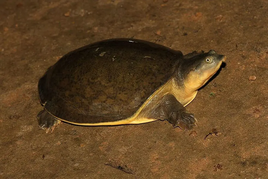 Indian flapshell turtle