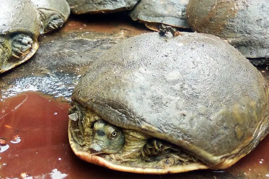 WEF turtles2