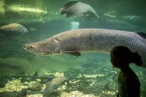 arapaima C Watts