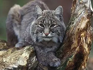 q4cbobcat