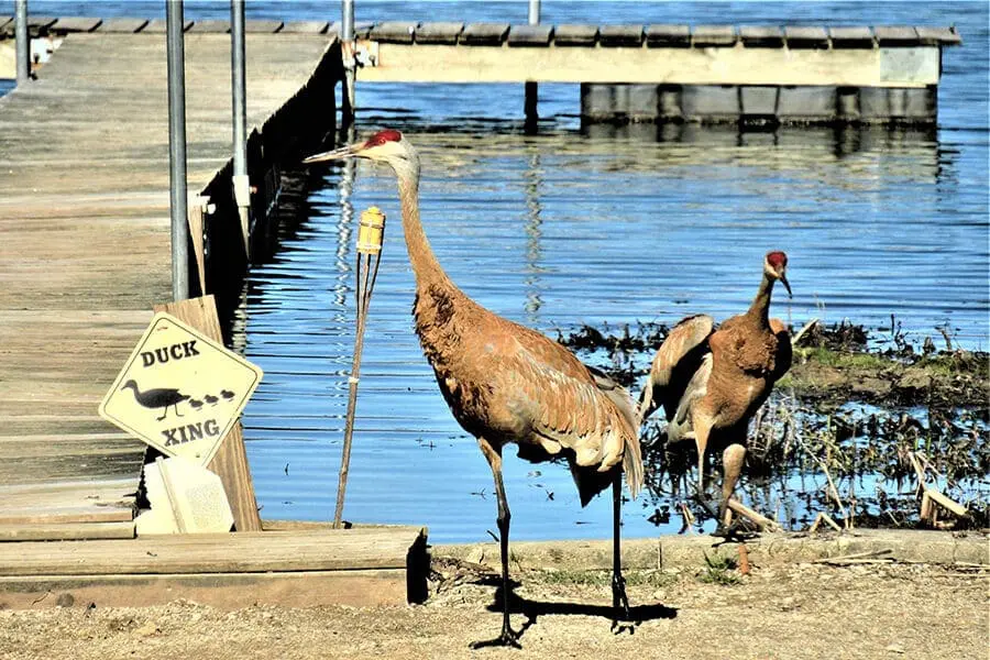 sandhillcrane1