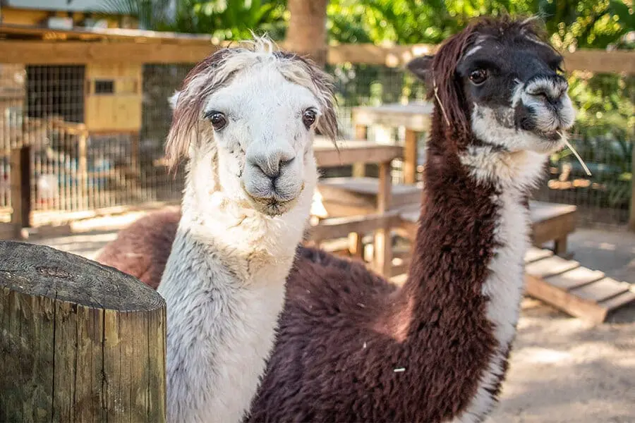 Two alpacas
