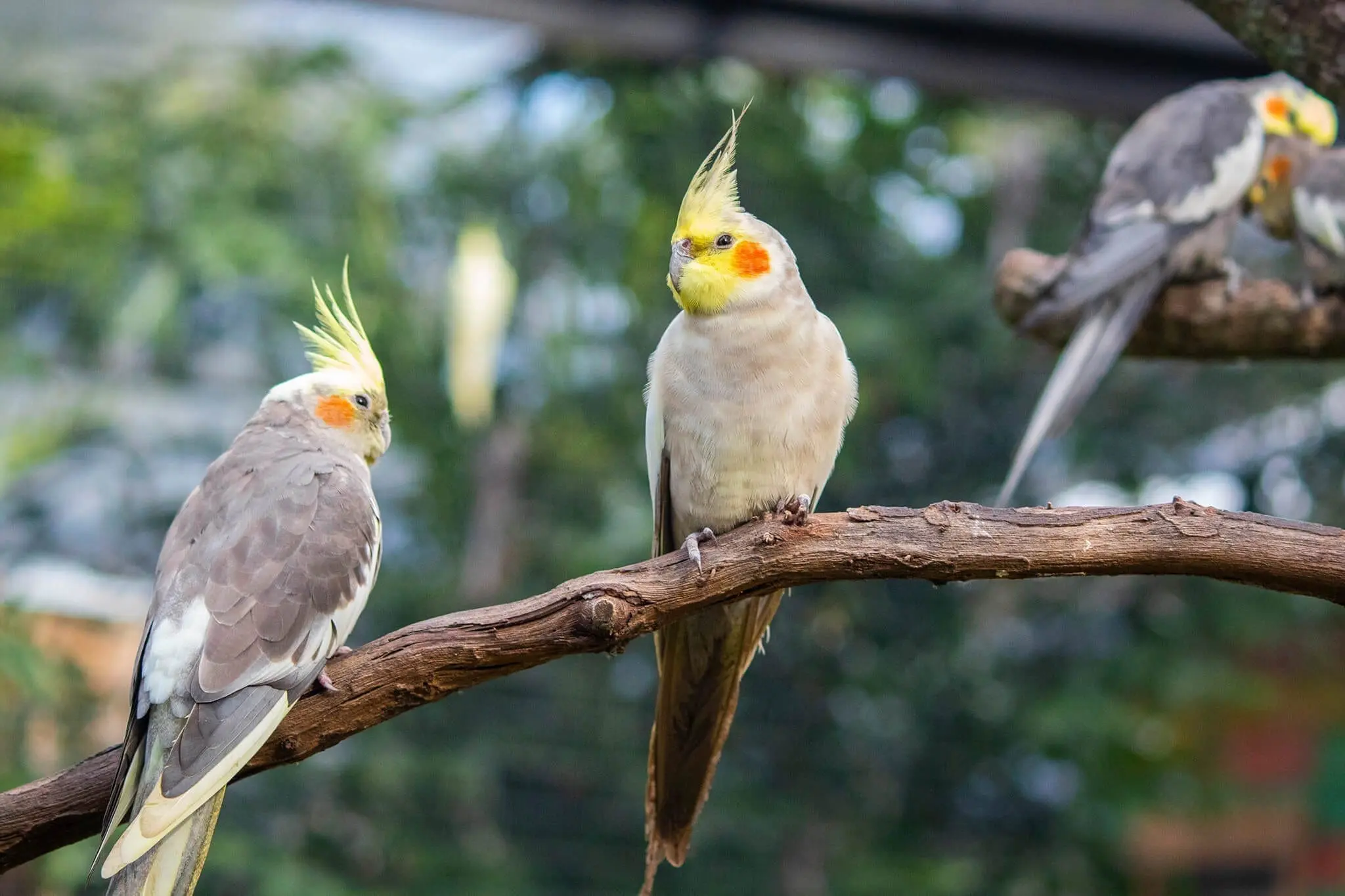Two cockatiel birds