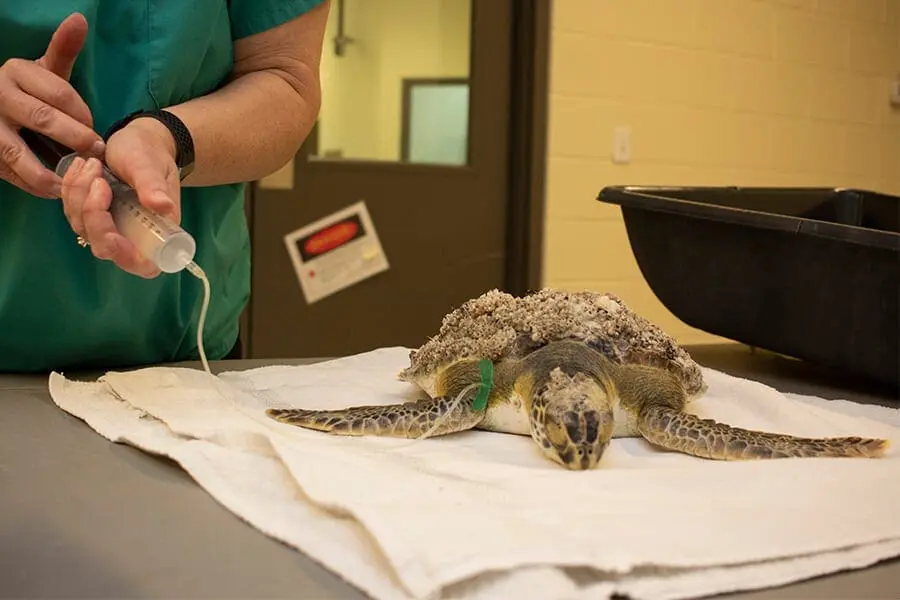 Snoot, a juvenile green sea turtle, receives IV fluids.