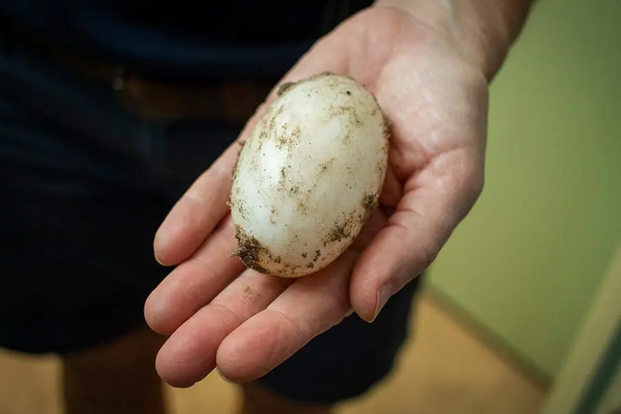 Crocodile egg