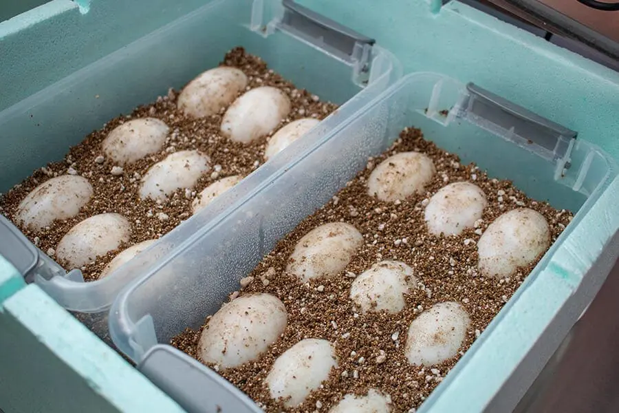 Multiple crocodile eggs