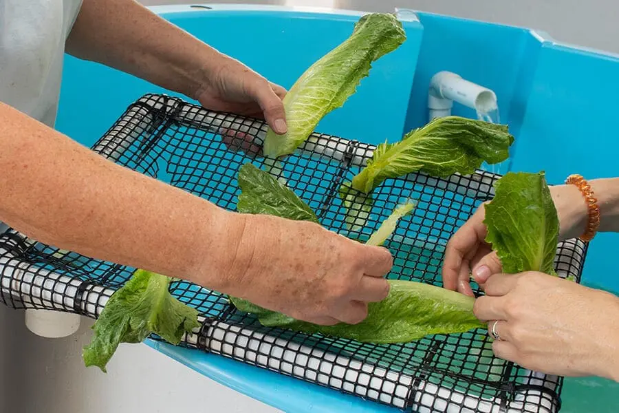 foraging mat