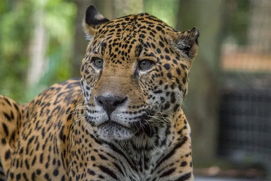 Jaguar up close