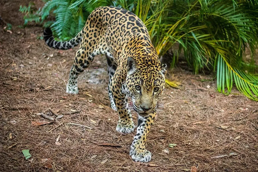 Jaguar walks forward