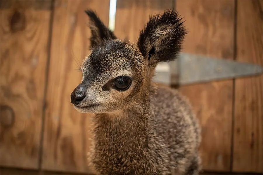 Female baby klipspringer