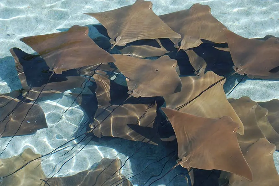 A group of stingrays