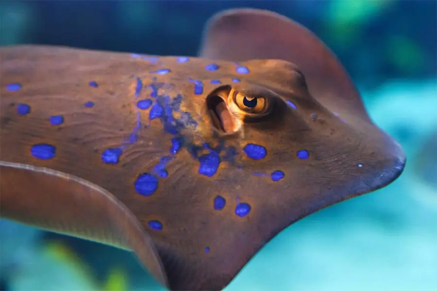 a stingray close-up