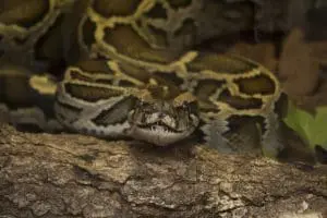 Burmese python