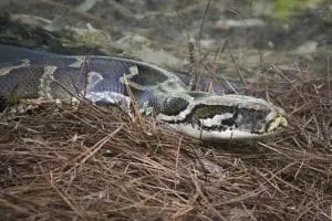 Burmese python