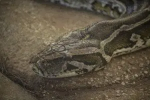 Burmese python
