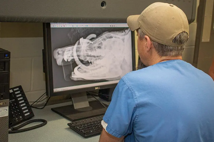 radiograph