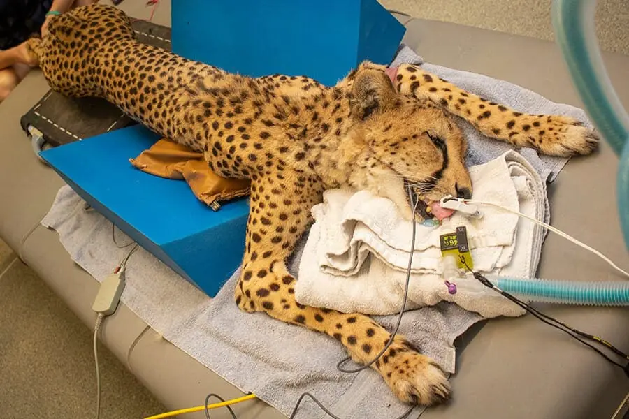 Pepper unconscious