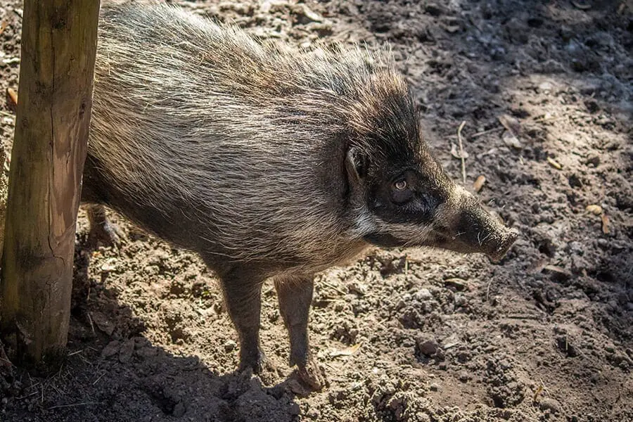 Visayan warty pig