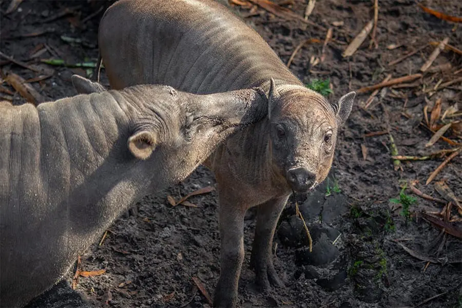 Two babirusas