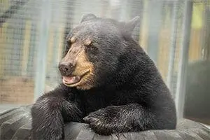 Florida black bear