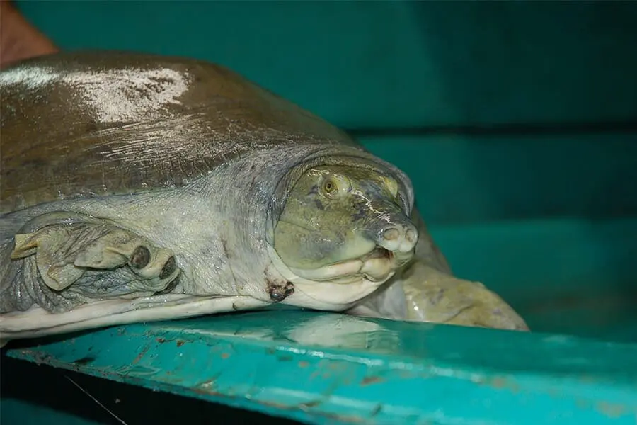 Nubian flapshell turtle