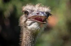 ostrich