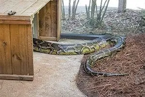 The tail of a Burmese python inside its habitat.